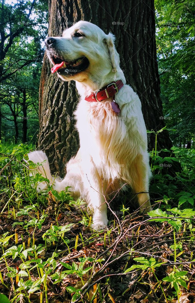 Park dog.