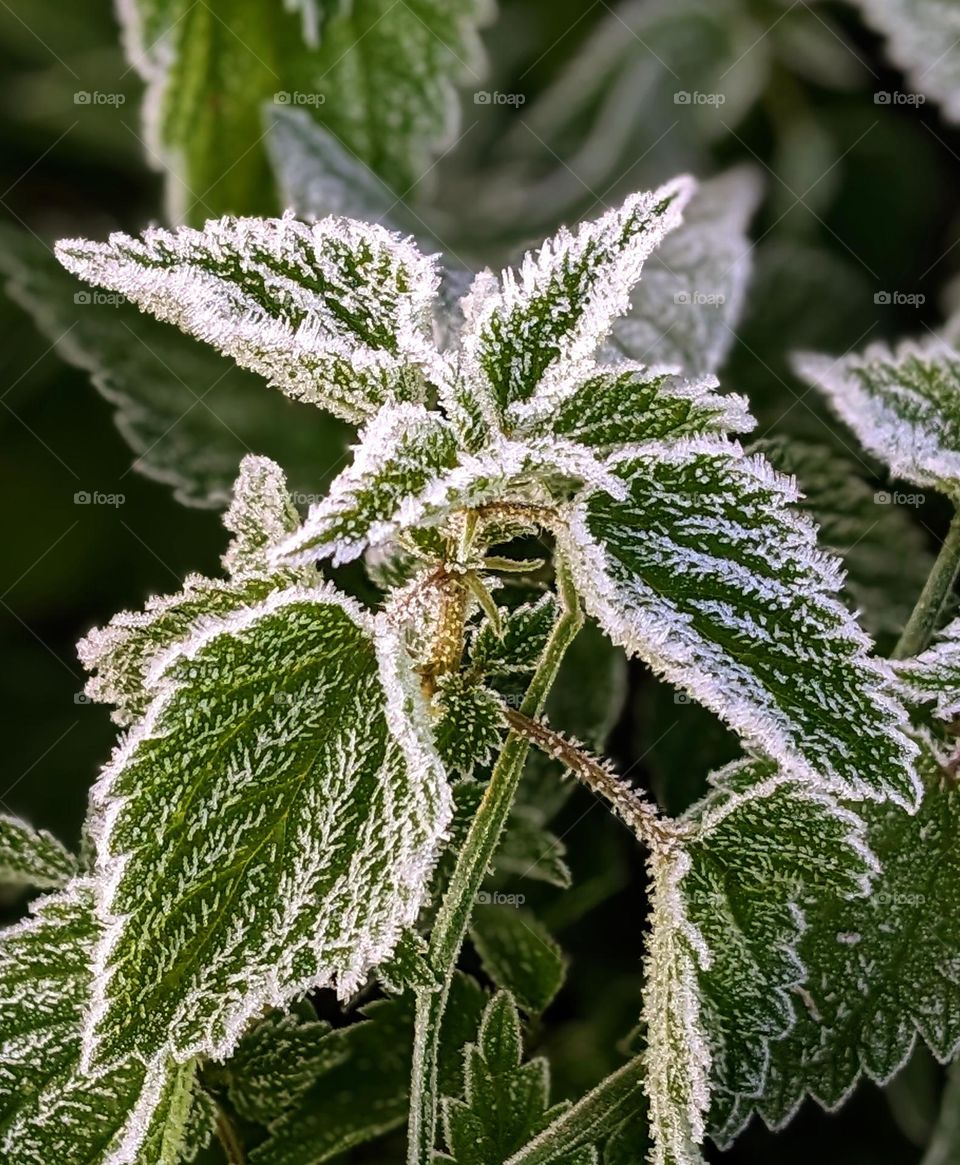 Frozen nettle