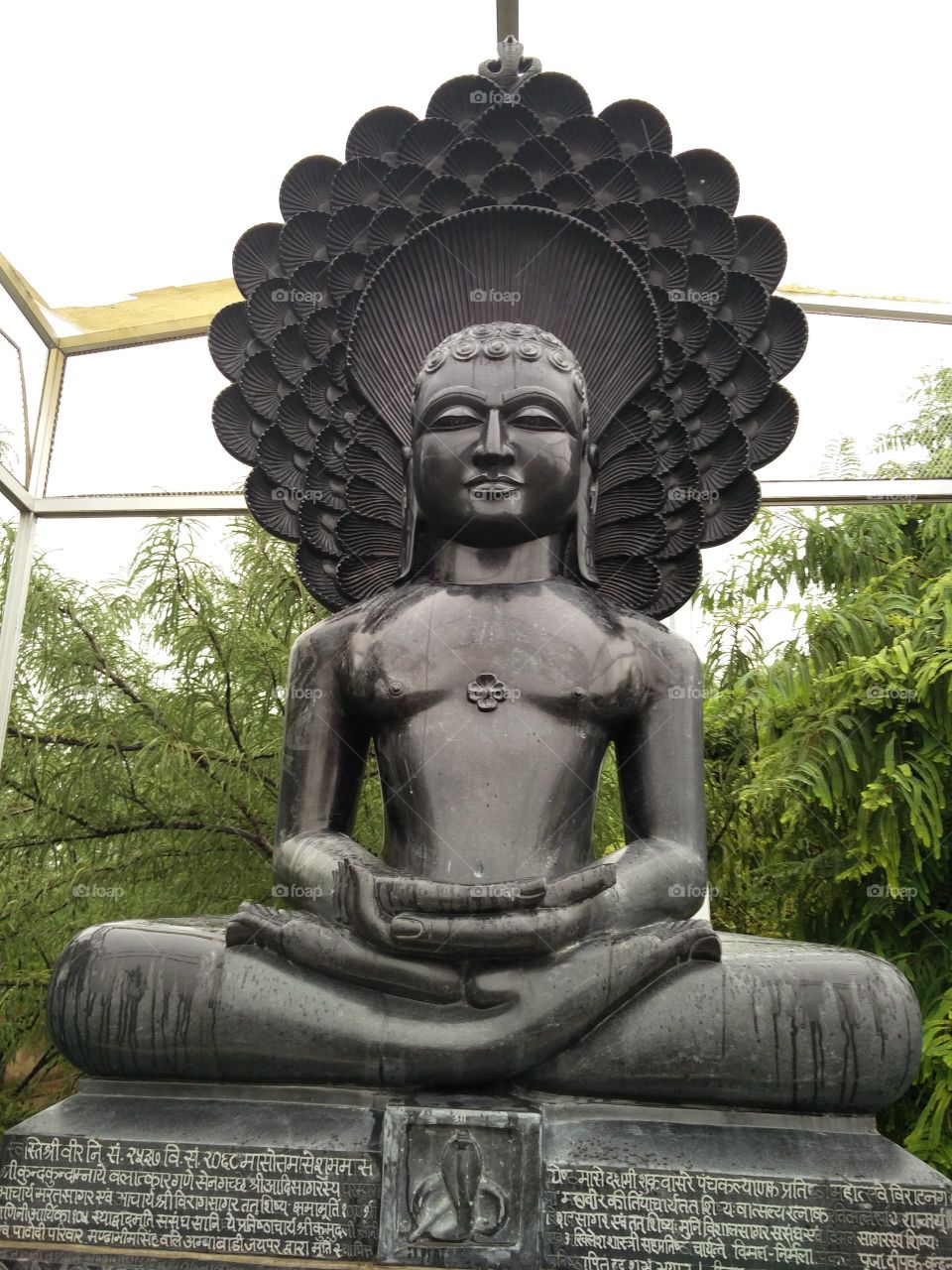 buddha tree meditation