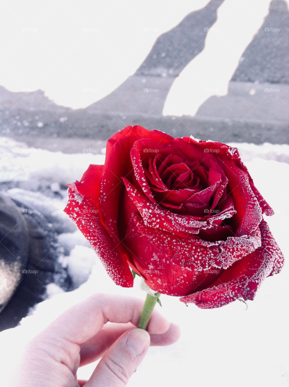 This red rose was left in the snow after a wedding. The frost then clung to it and created a classic color harmony.