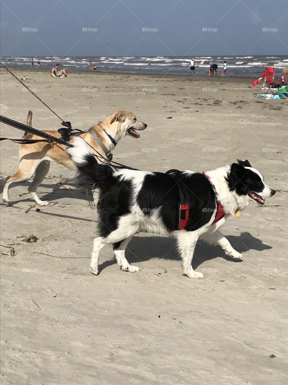 Galveston beach dogs