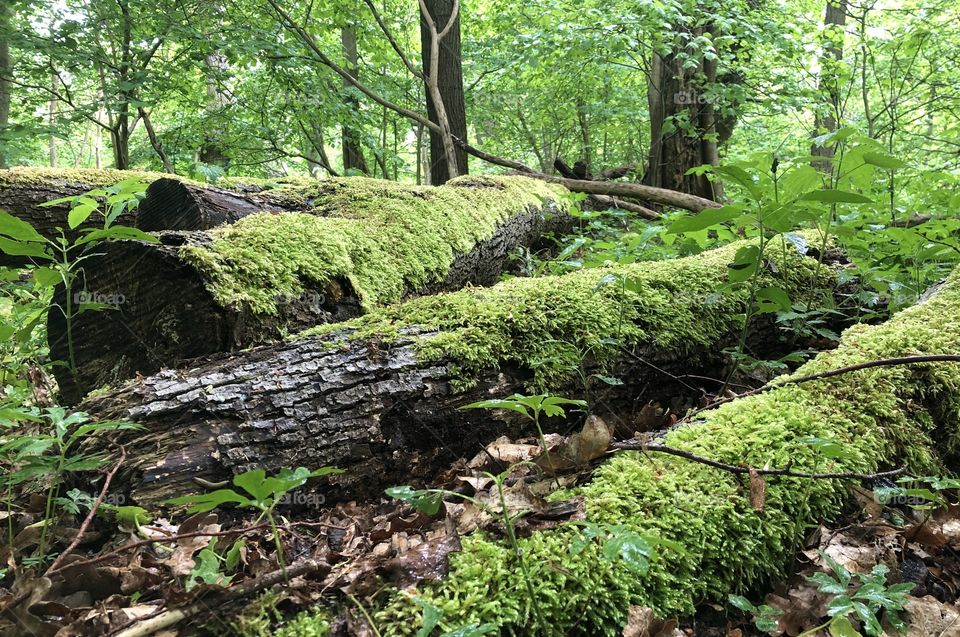 Green nature in the woods, exploring