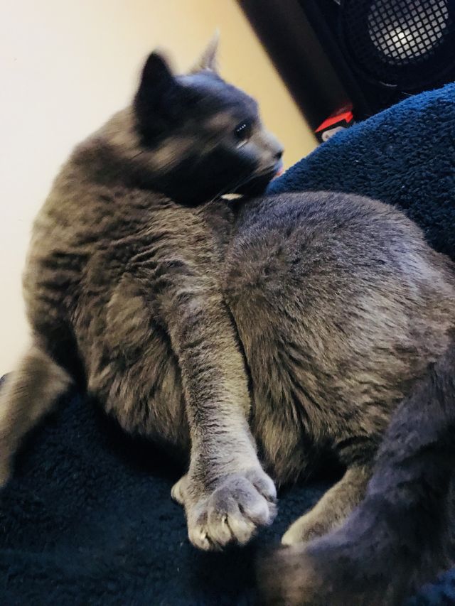 Kitty bath 