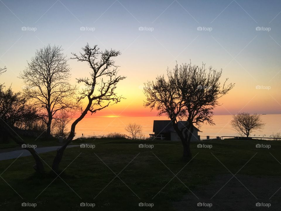 Silhouette of trees during sunset