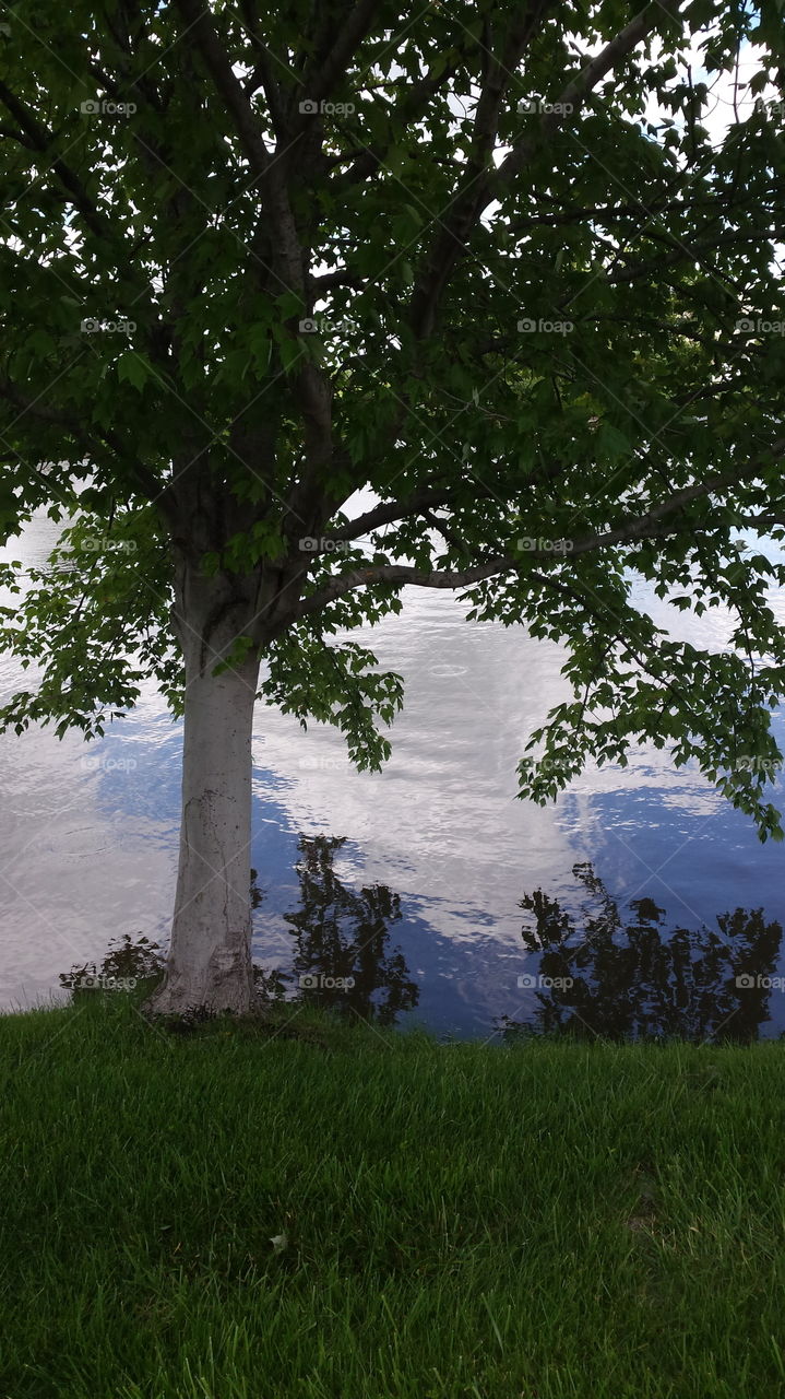 tree at the trail walk. Shadow tree reflection at the water   