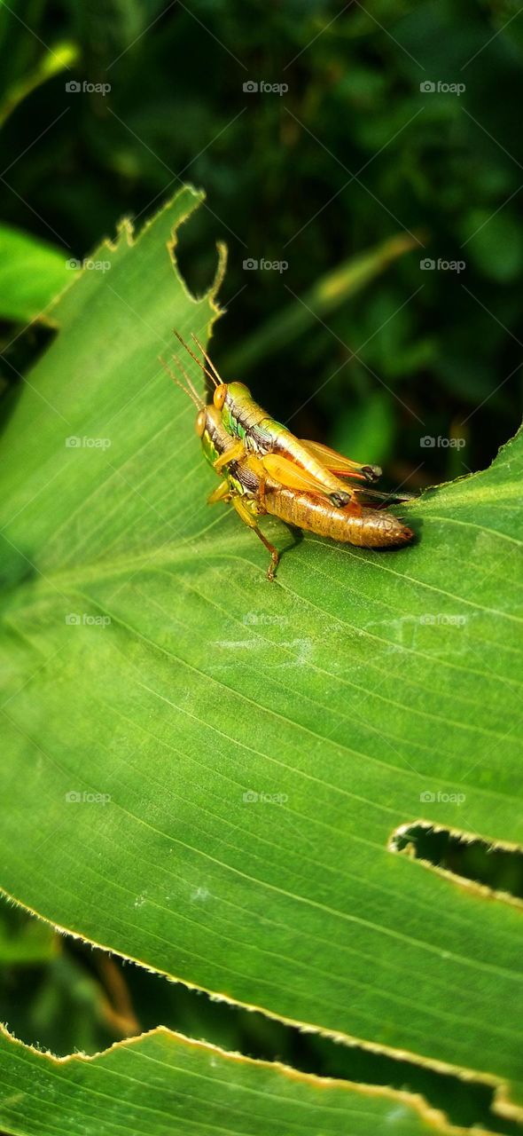 A pair of little grasshoppers are having fun making love on the leaves