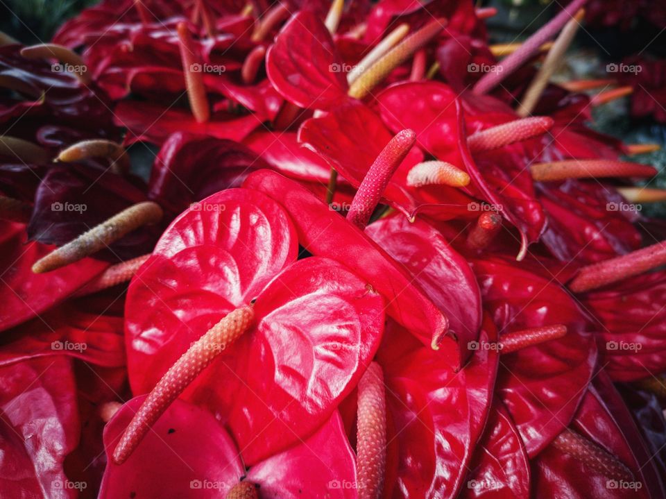 Red anthurium