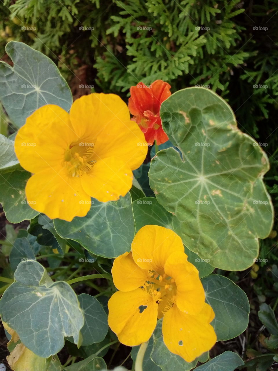 beautiful yellow flowers in summer time
