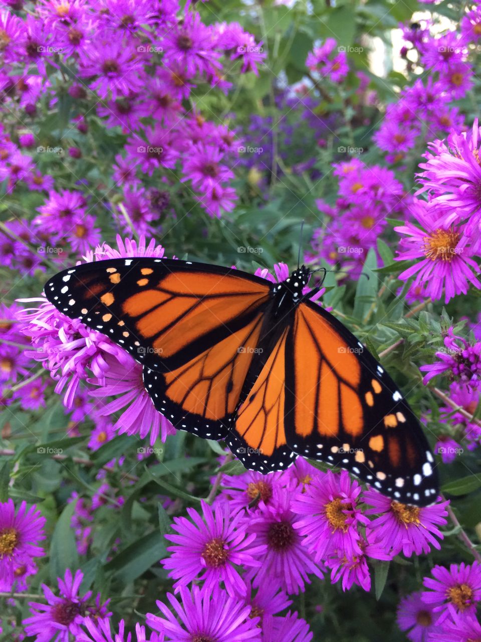 Monarch on asters