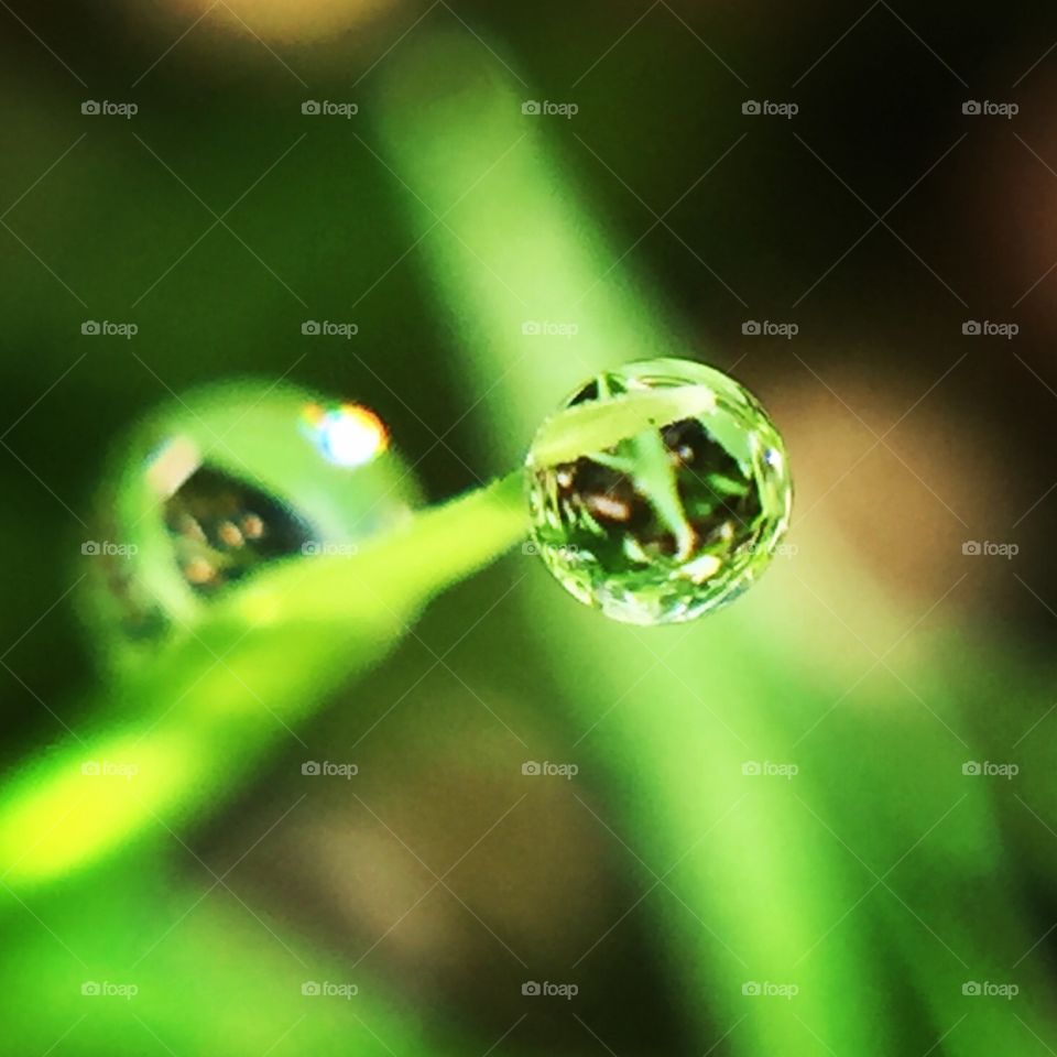 My first close up short take buy my I phone 6+ 
Green grasses with  water drop .. 