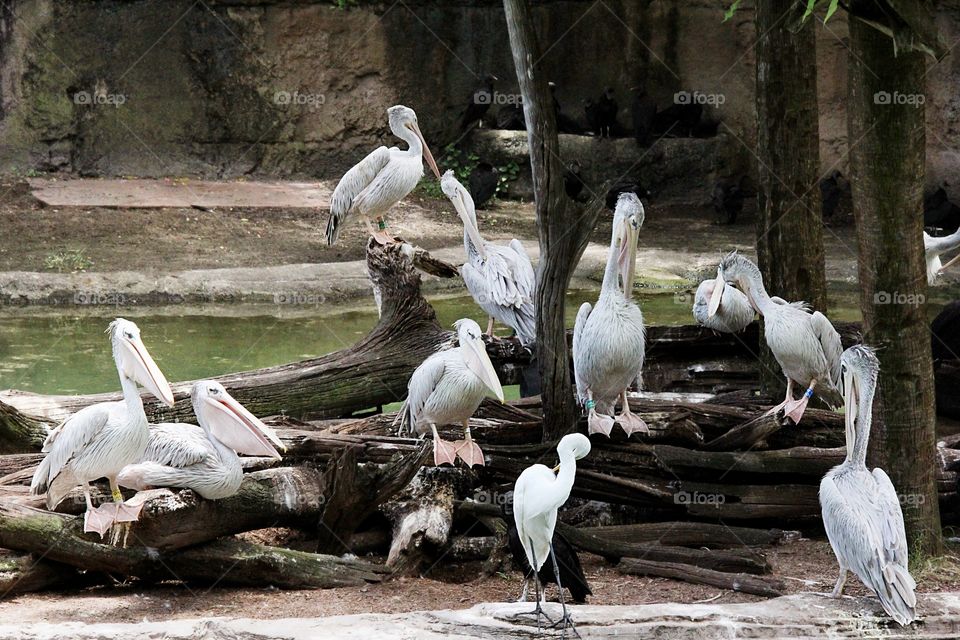 Pelicans 