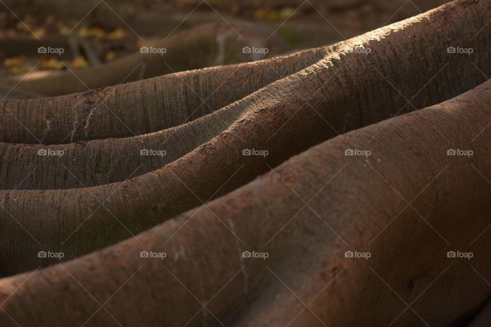 nature root tree