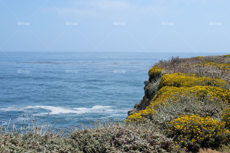 Wild flowers on the cliff