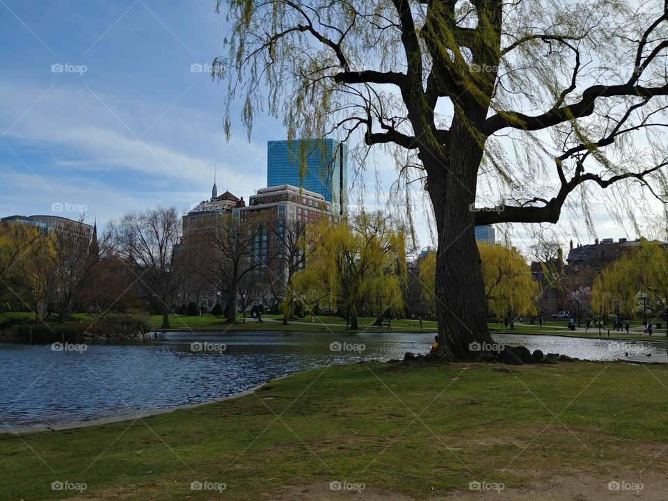 downtown boston from the public gardens