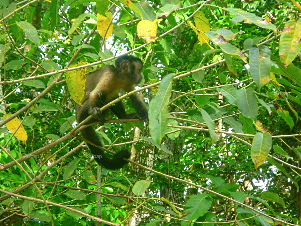 monkey in tree Guyana