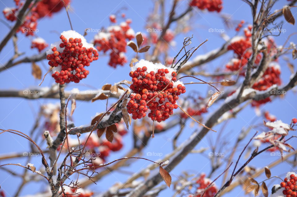Red clusters of berries on tree after first snow
