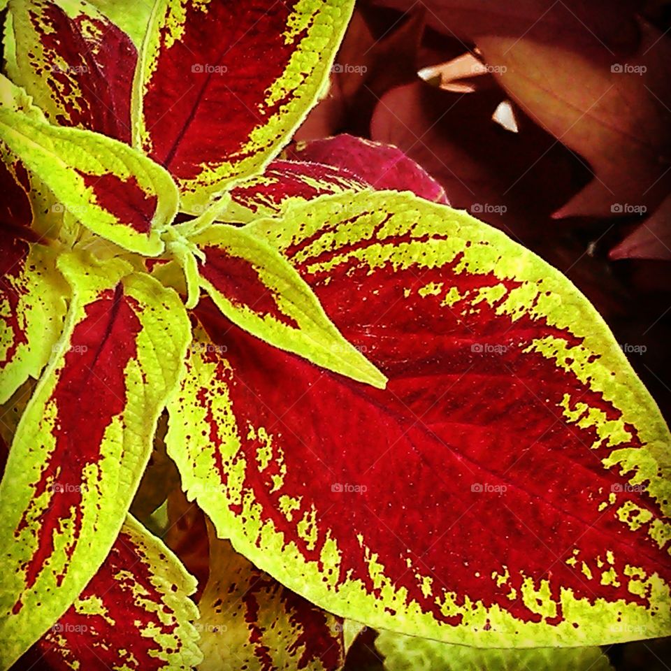 awesome sauce. cool plant in the hospital garden