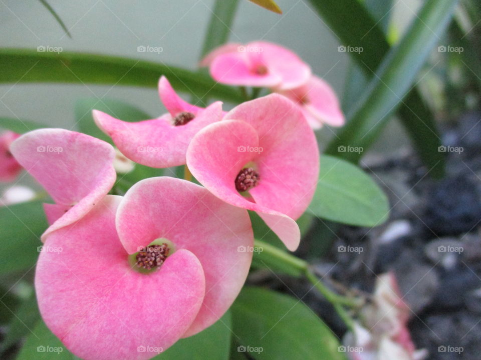 pink flower