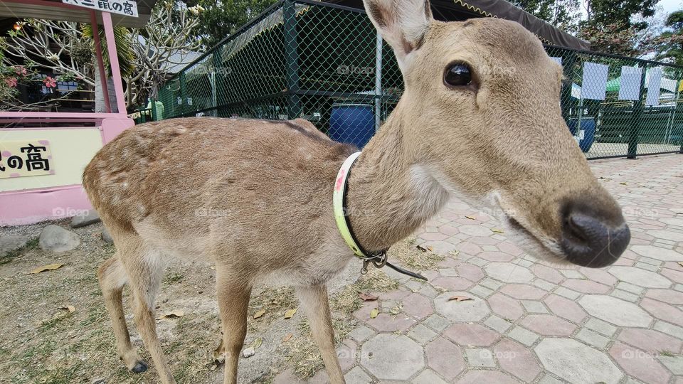 Sika deer in Luye Township, Taitung County