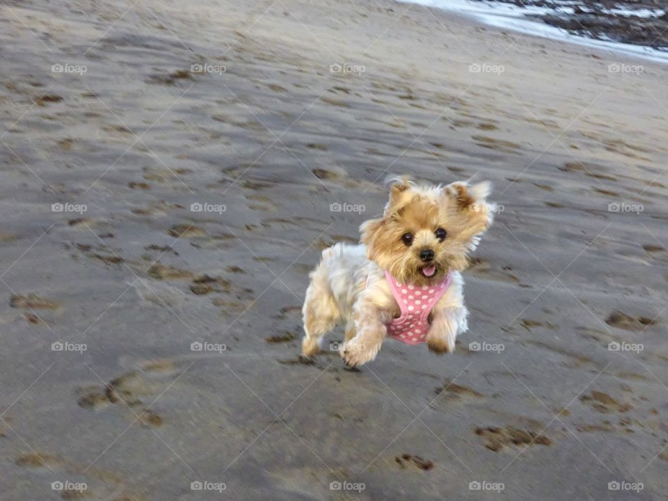 Mascota Yorkshire terrier saltando en el aire en la playa con luz de el atardecer.