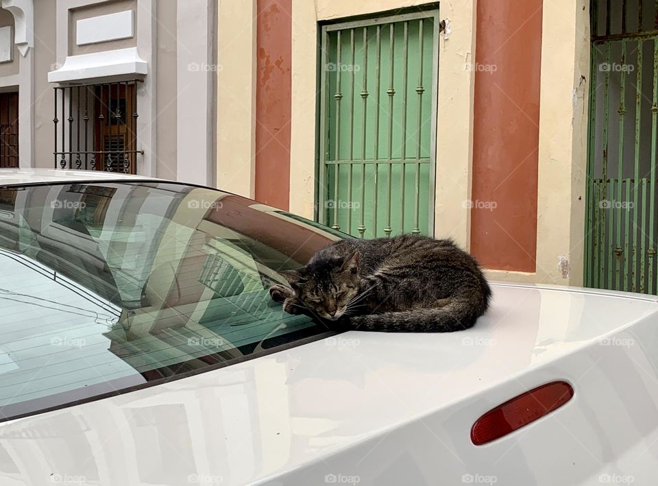 Cat sleeping outside the car San Juan Puerto Rico.