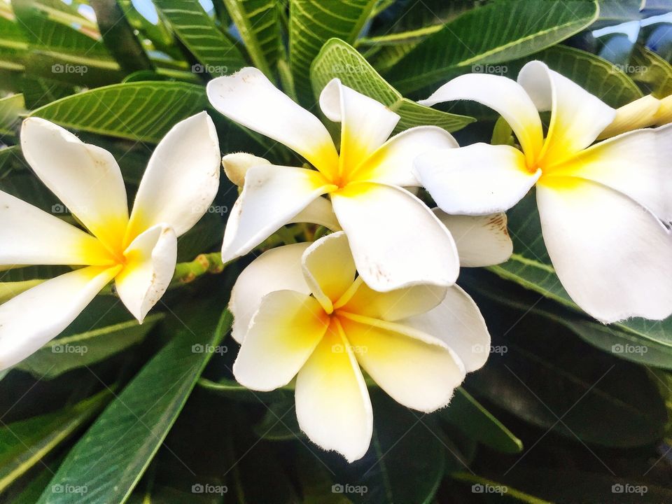 frangipani