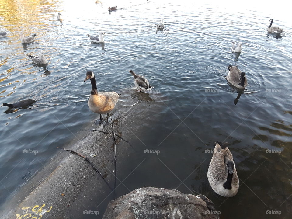 Lake Merritt Oakland California