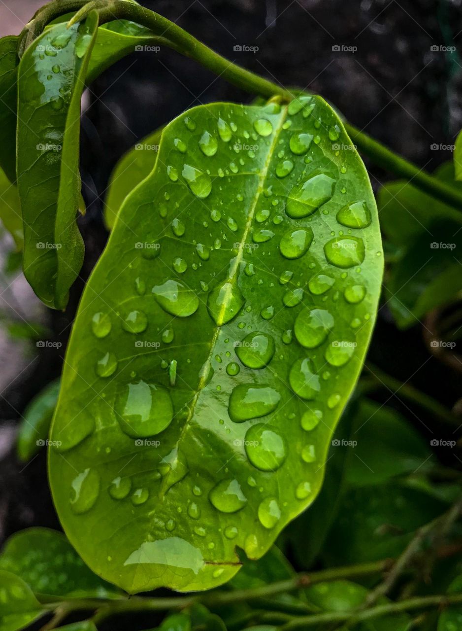 Gotas de água se destacando sobre a folha de graviola.