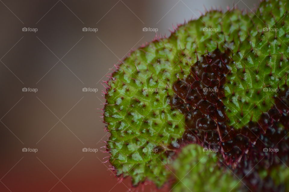 View of spiked plant