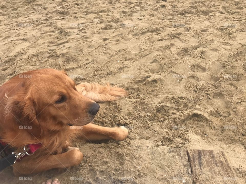Golden Retriever at Virginia Beach 