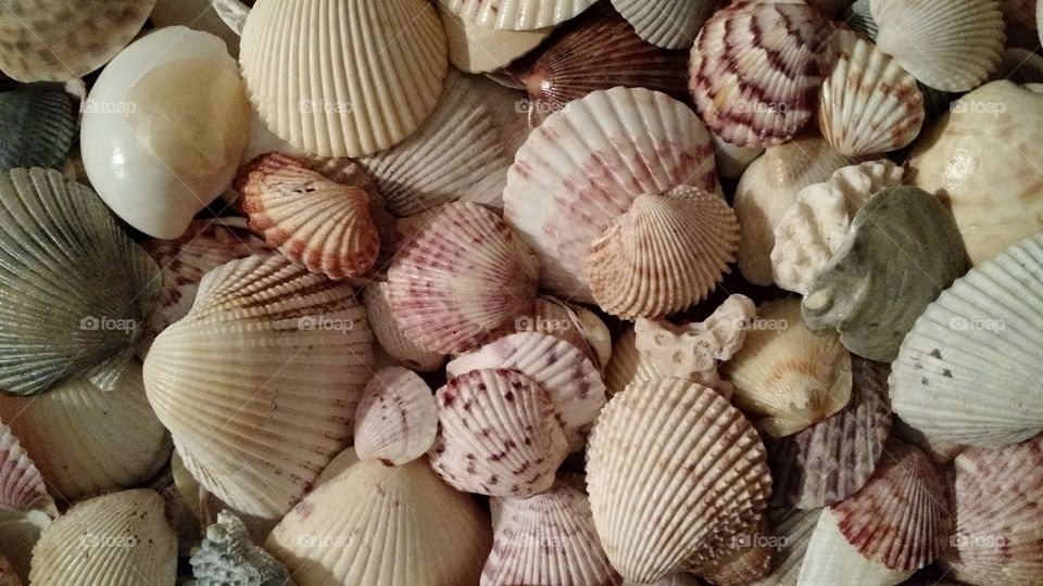 sea shells