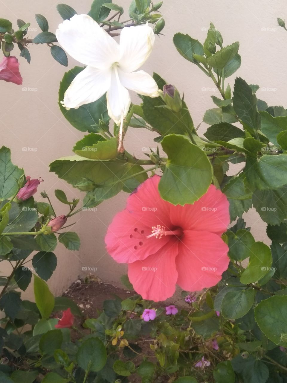 Red white sembaruti flower