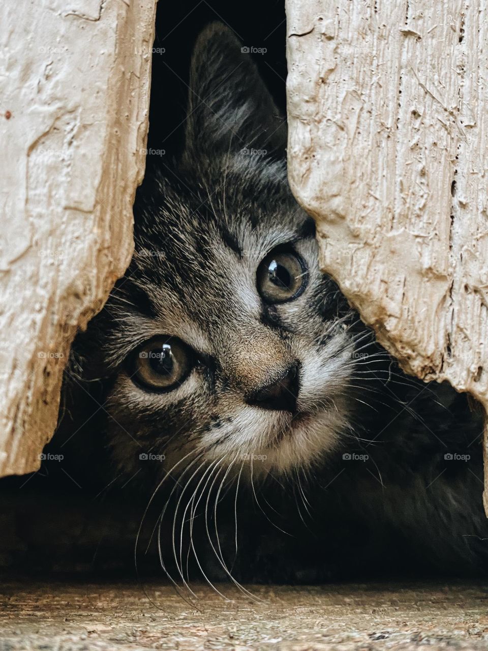 Kitten peeking through wood