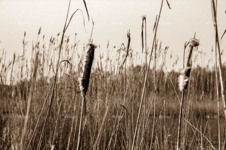 Sepia view of the water reed
