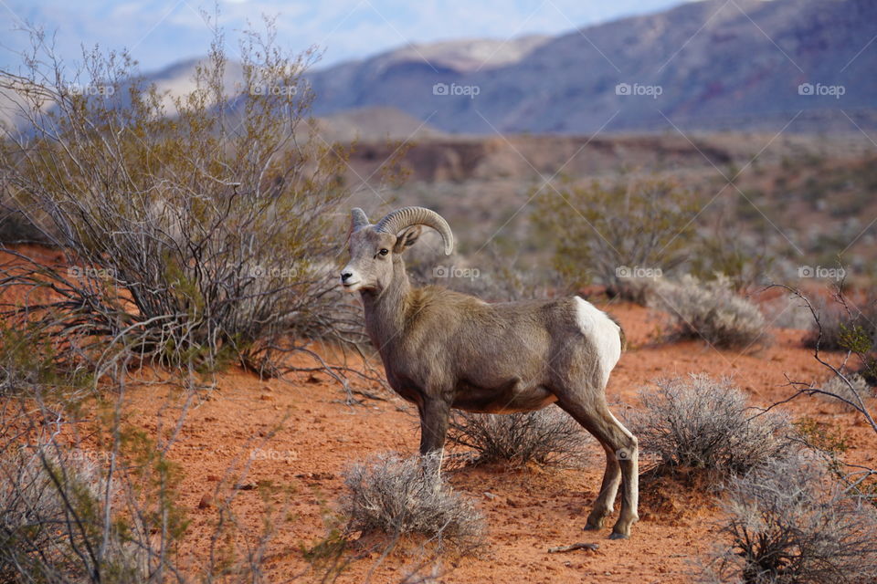 Big Horn Sheep 