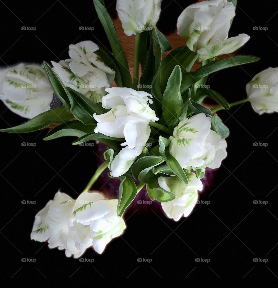 Parrot tulips 