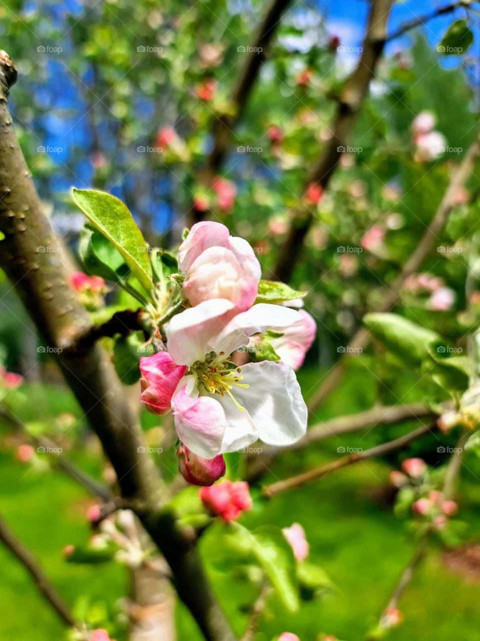 Close up of the beautiful gentle white pink fresh apple blossom on the tree branch on the bright sunny spring day