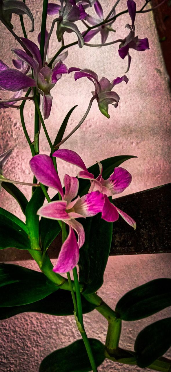 A beautiful flower