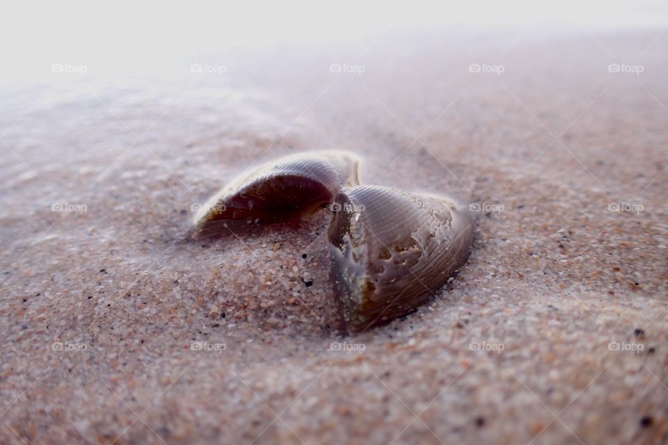 Open shell on the beach