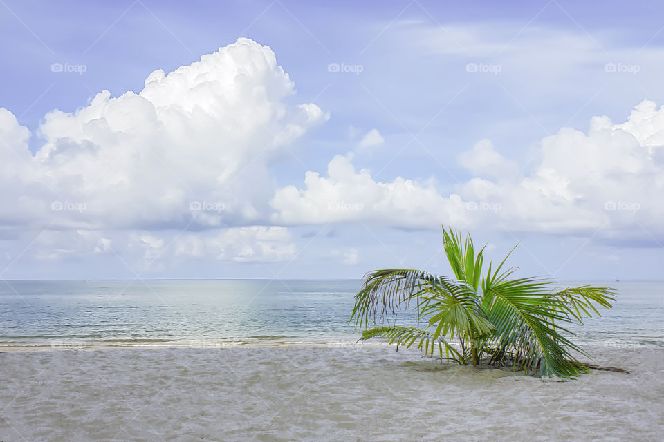 Coconut tree on the beach in summer Background sea and the bright sky.