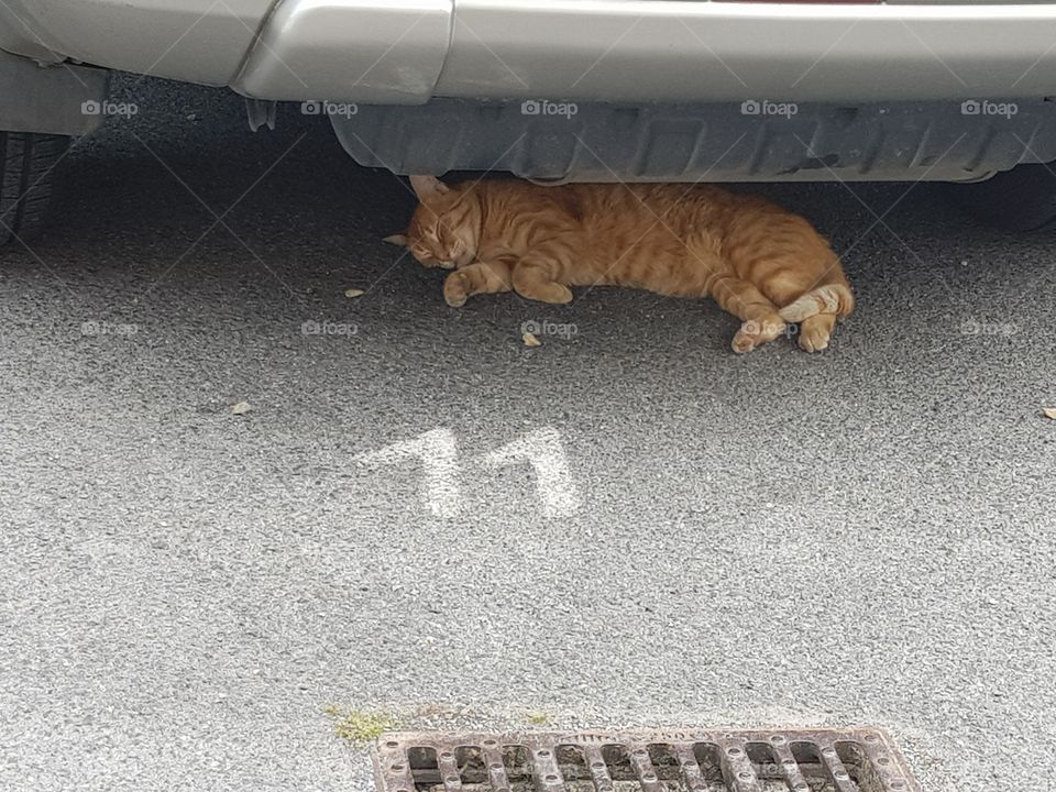 cat sleeping beneath a car