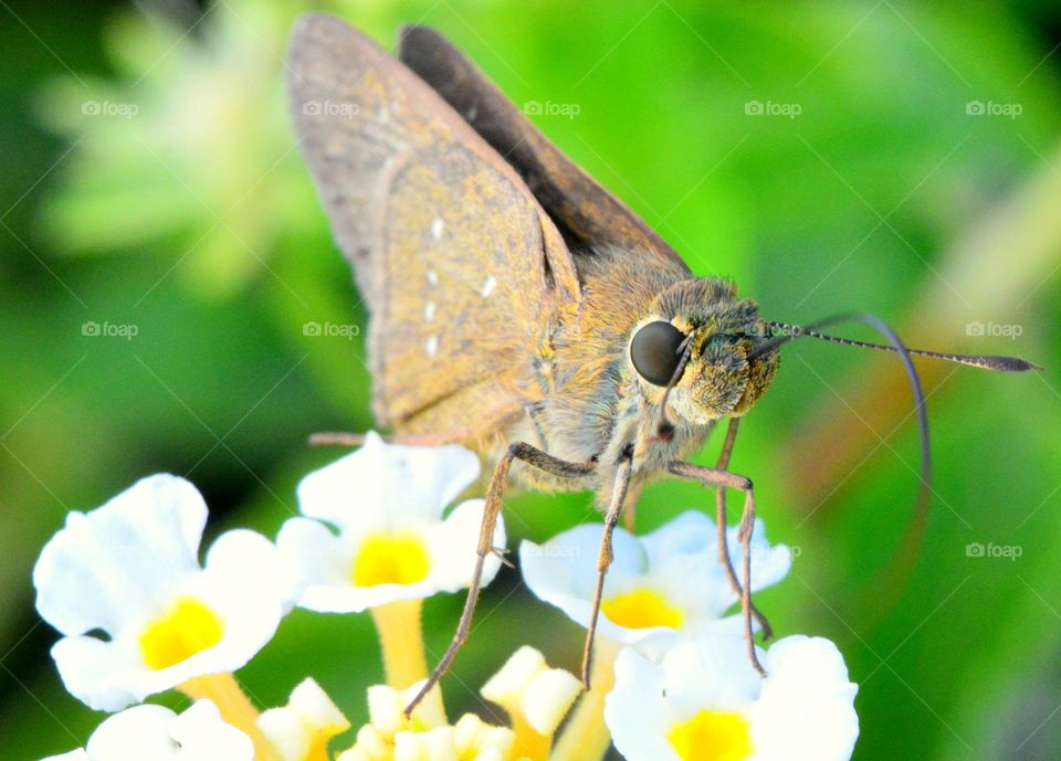 Butterfly on flowers. Nectar feeders