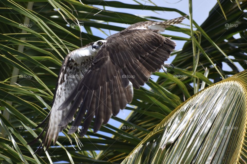 Osprey taking off