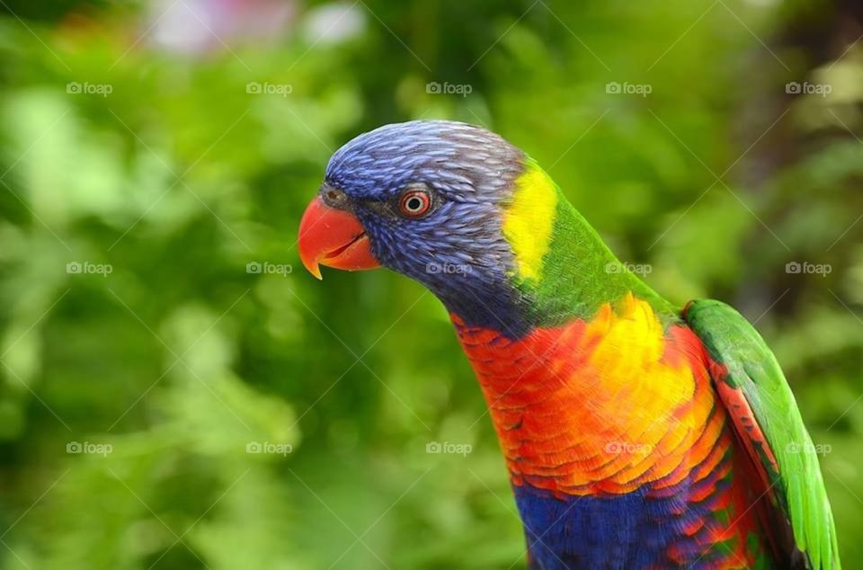 Rainbow lorikeet