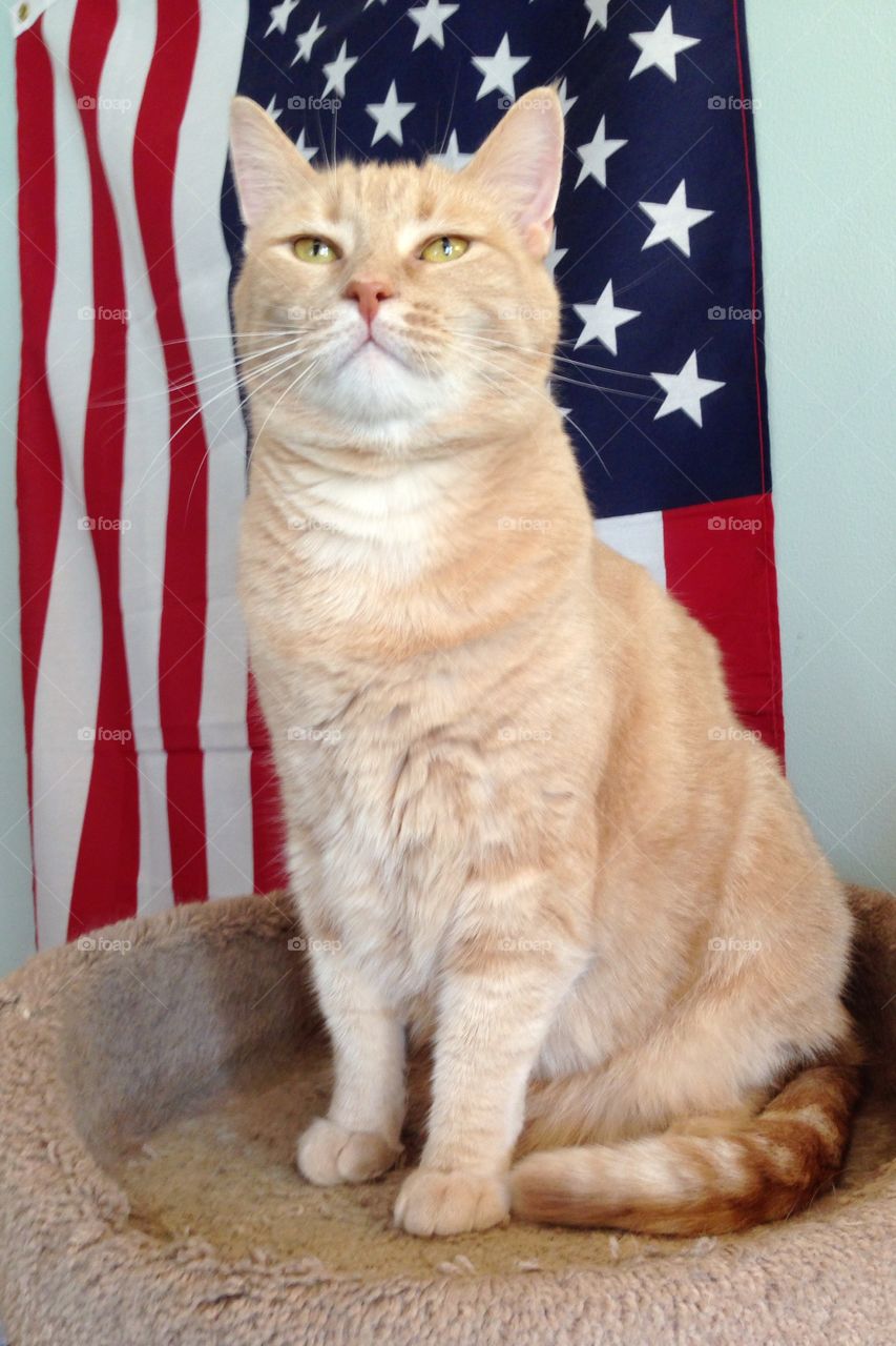 A cat with national flag