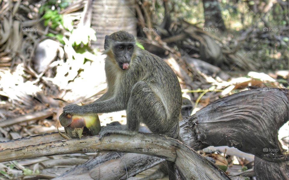 Green Vervet Monkey eating fruit