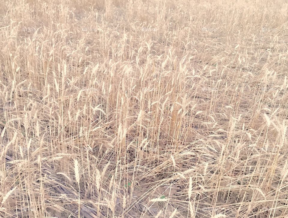 View of dry cornfield