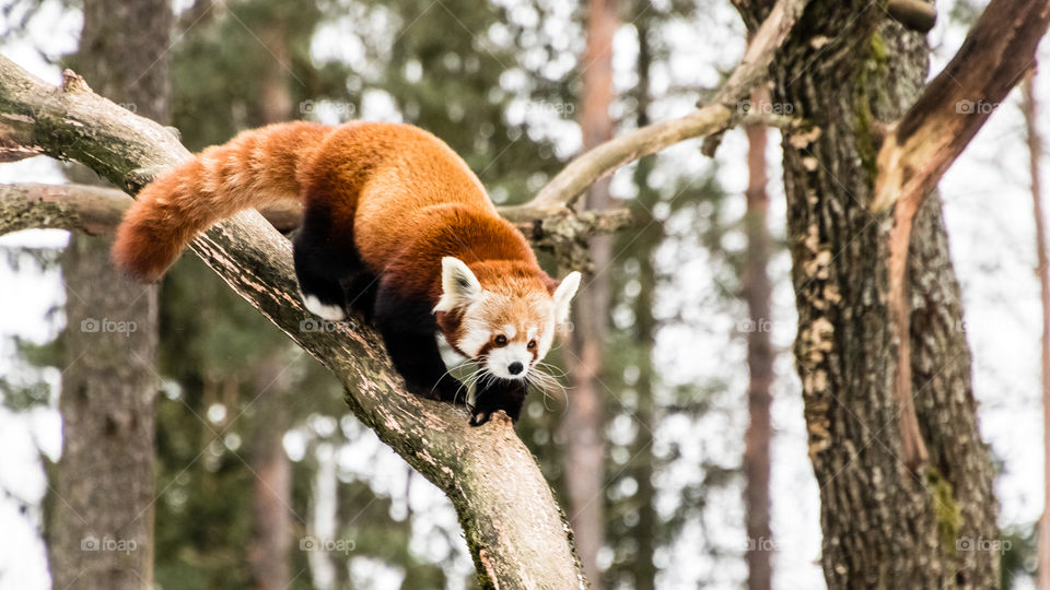 Red Panda climbing on a cold winter afternoon