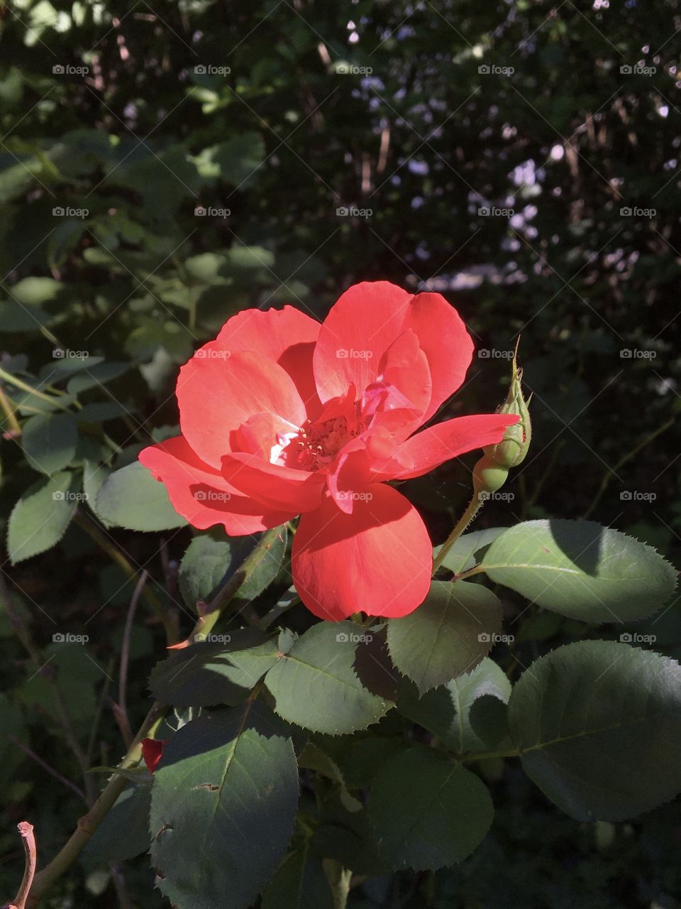 September rose in garden