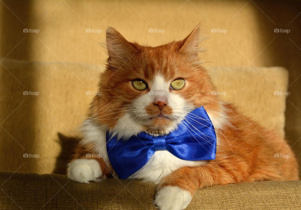 cat in blue bow tie beautiful portrait in sunlight